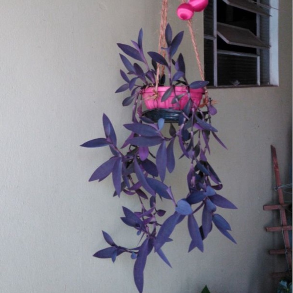 TRADESCANTIA PALL IDA ( WANDERING JEN ) PURPLE